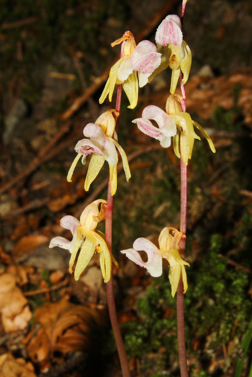 Epipogium aphyllum